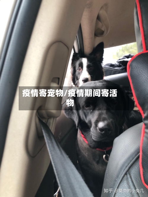 疫情寄宠物/疫情期间寄活物-第2张图片