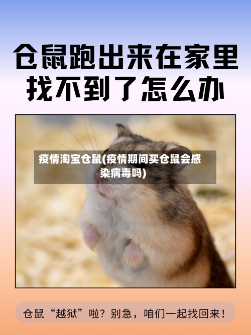 疫情淘宝仓鼠(疫情期间买仓鼠会感染病毒吗)-第2张图片