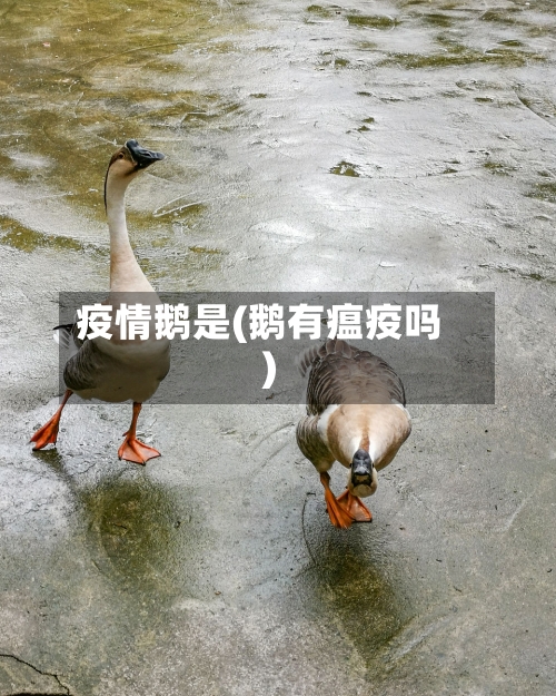 疫情鹅是(鹅有瘟疫吗)-第3张图片