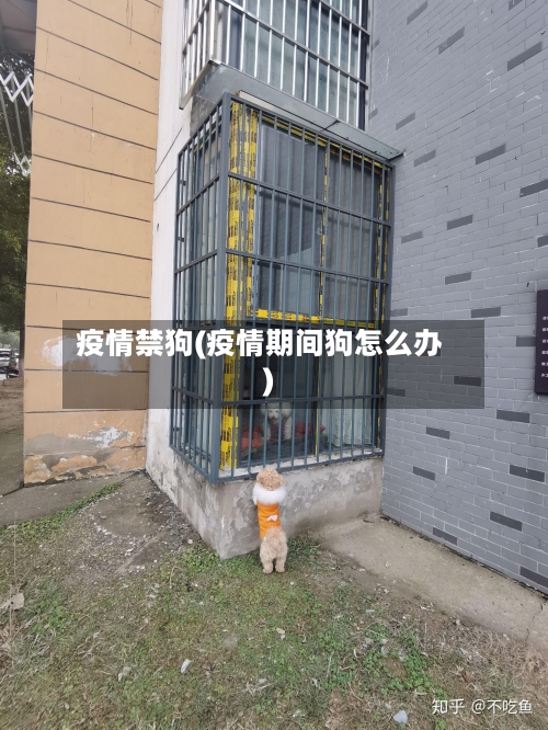 疫情禁狗(疫情期间狗怎么办)-第2张图片