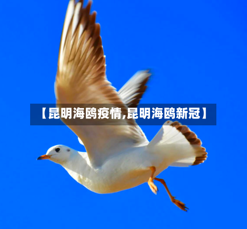 【昆明海鸥疫情,昆明海鸥新冠】-第2张图片