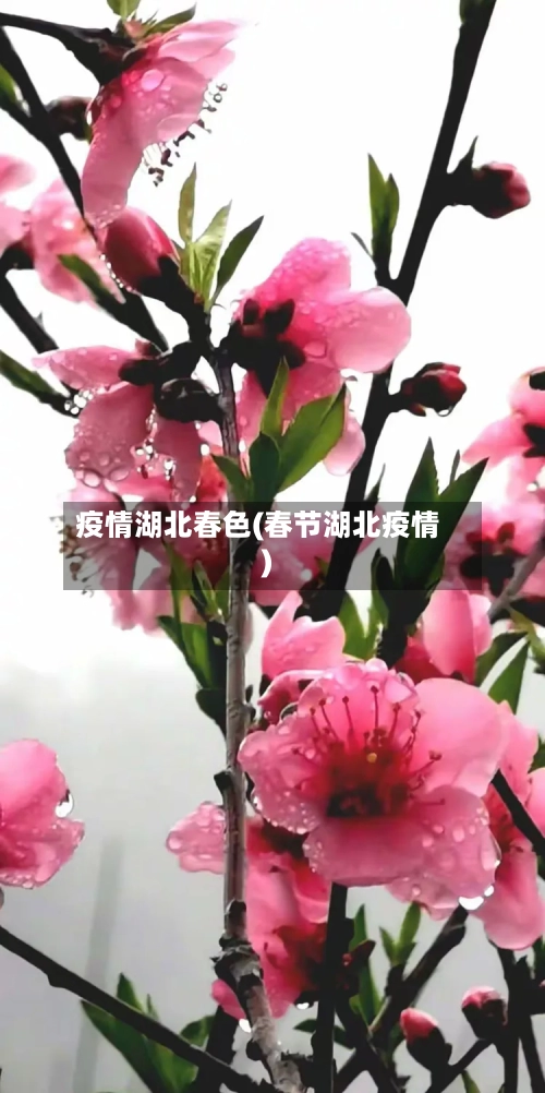 疫情湖北春色(春节湖北疫情)