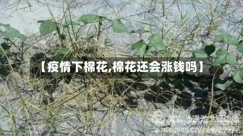 【疫情下棉花,棉花还会涨钱吗】