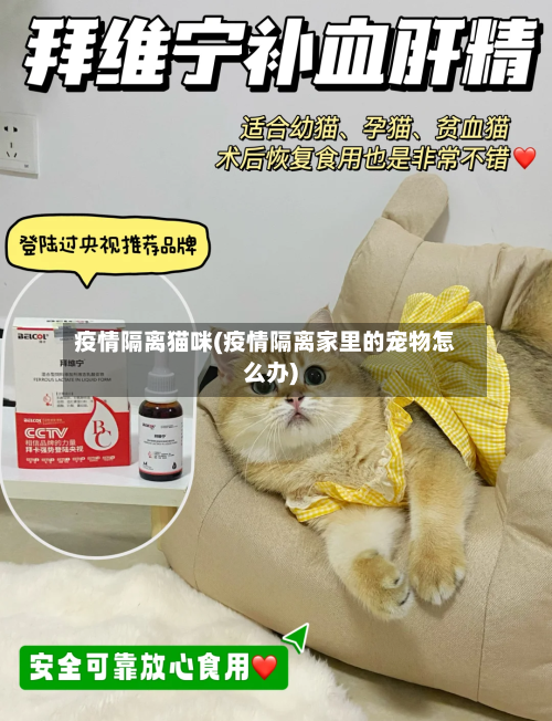 疫情隔离猫咪(疫情隔离家里的宠物怎么办)-第2张图片