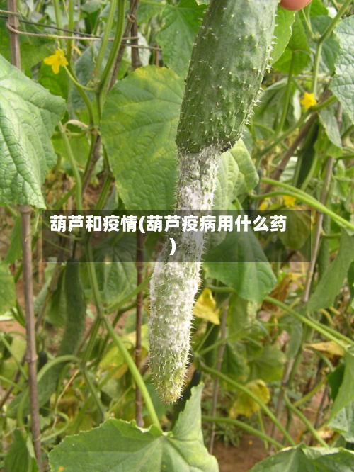 葫芦和疫情(葫芦疫病用什么药)-第2张图片